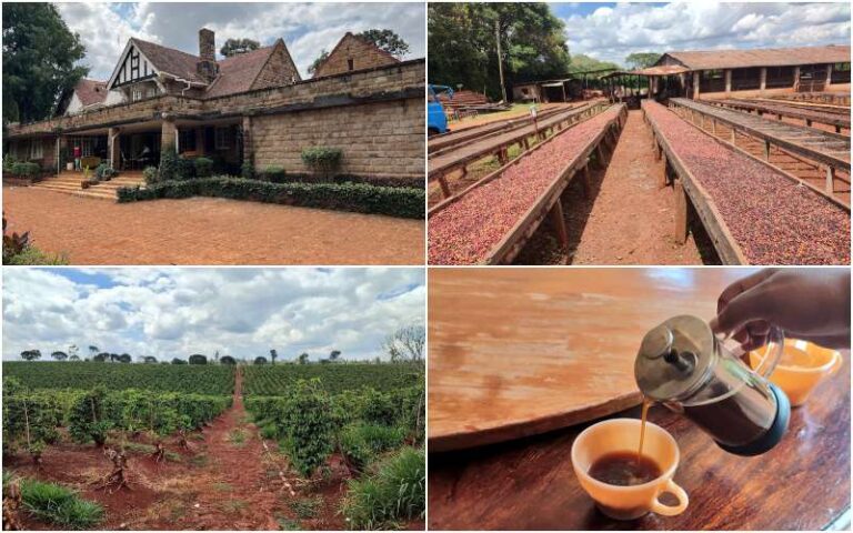 Best Tea And Coffee Plantations To Visit Around Nairobi