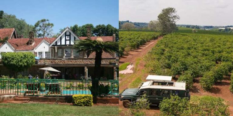 Best Tea And Coffee Plantations To Visit Around Nairobi